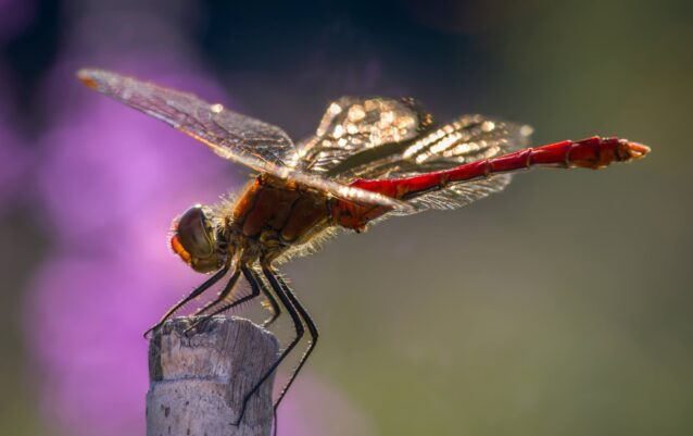 A7407890-SharpenAI-Motion