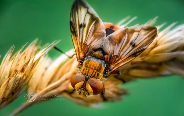 _STE2484-stecking15bilder-SharpenAI-Focus