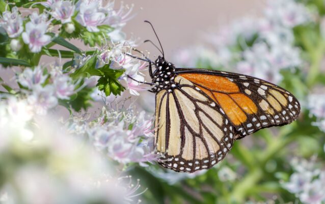 Monarchfalter (Danaus plexippus)